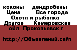 коконы    дендробены › Цена ­ 25 - Все города Охота и рыбалка » Другое   . Кемеровская обл.,Прокопьевск г.